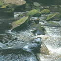  River Esk, East Arnecliff Wood  #2 Acrylic. 2009. 175 x 250mm. SOLD